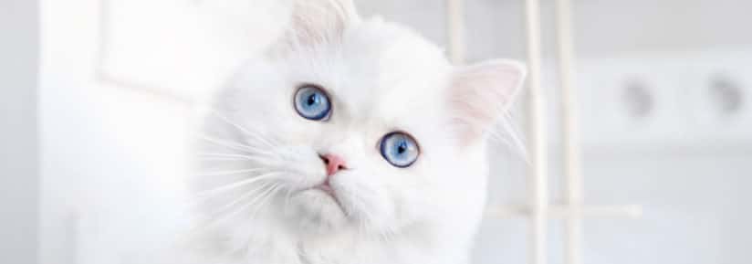 Chats blancs aux yeux bleus