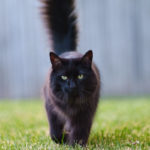 Chat noir à poil long
