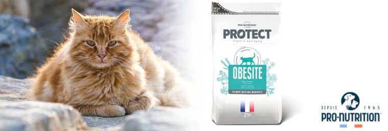 Pro-Nutrition chat obésité