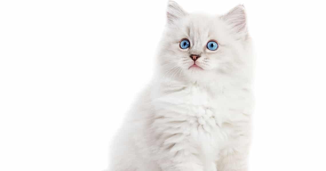 Ragdoll blanc yeux bleus