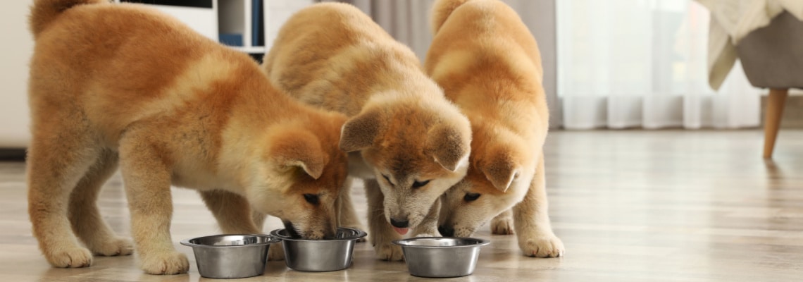 alimentation Shiba Inu