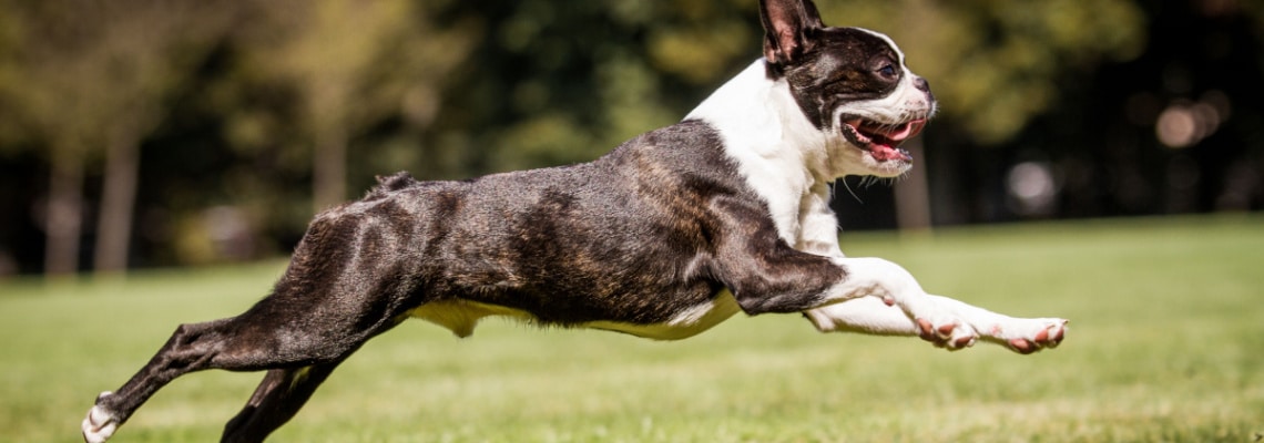 boston terrier_race chien