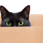 chat noir yeux verts