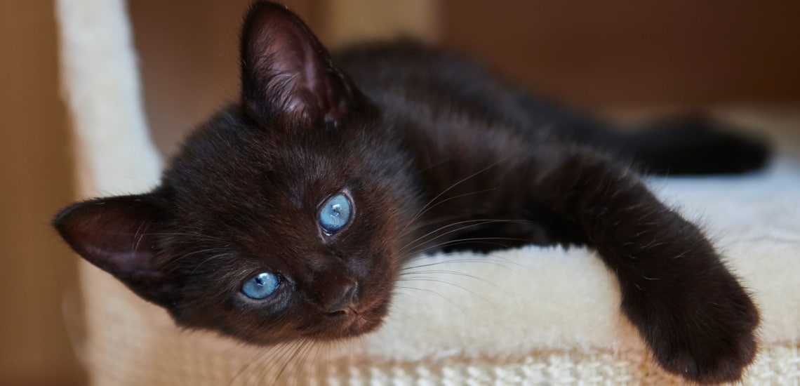 chat européen aux yeux bleus