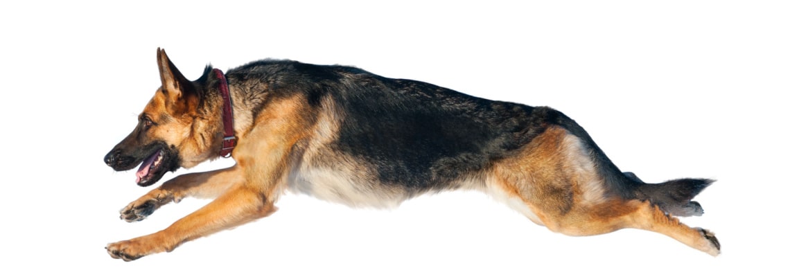 Berger allemand