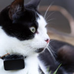 Dangers d'un collier GPS pour chat