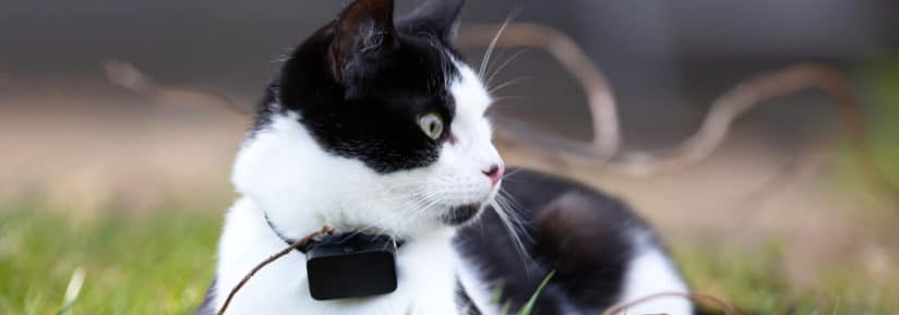 Dangers d'un collier GPS pour chat