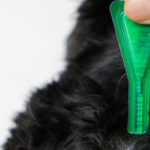 Pipette anti-puces pour chien