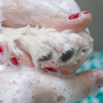 Shampoings anti-démangeaisons pour chien