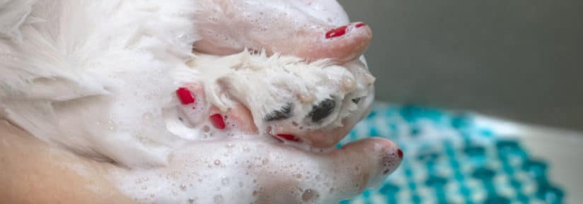 Shampoings anti-démangeaisons pour chien