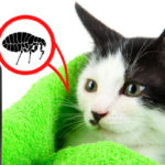 Shampoing anti-puces pour chat