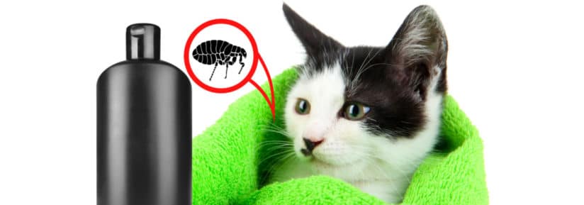 Shampoing anti-puces pour chat