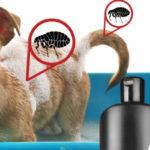 Shampoing anti-puces pour chien