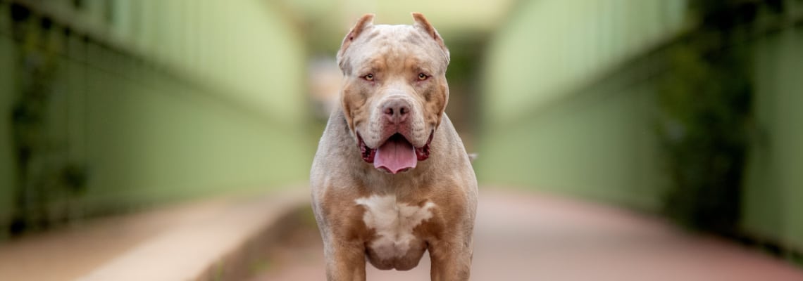 American Bully