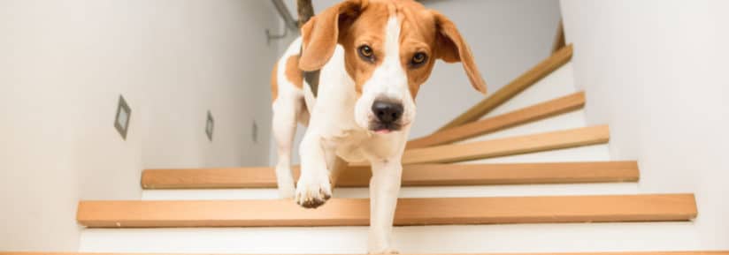dysplasie du chien et les escaliers