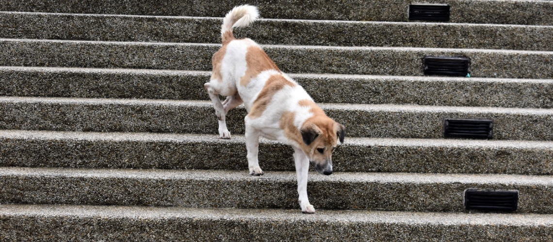 dysplasie du chien et les escaliers de la rue
