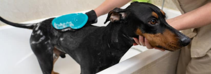 shampoings pour chien à la peau sèche