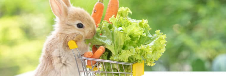 Alimentation du lapin
