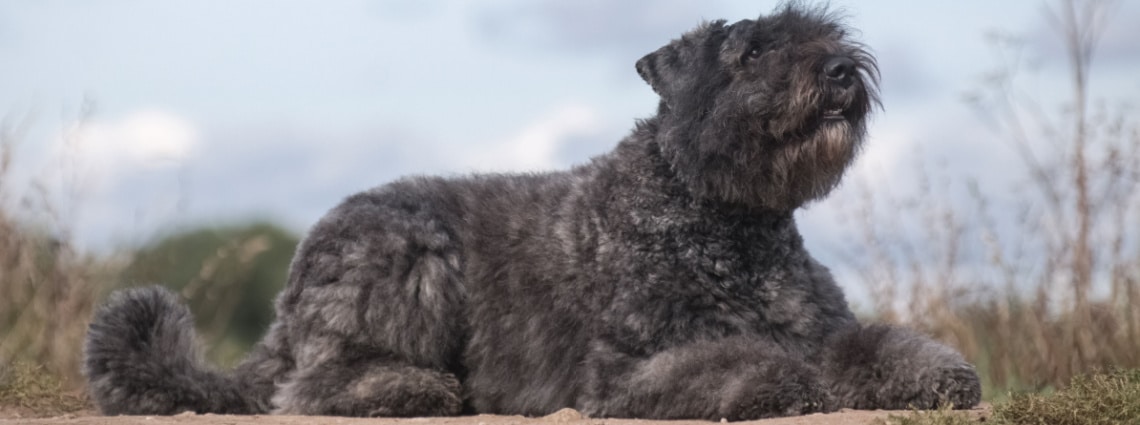 Bouvier des flandres