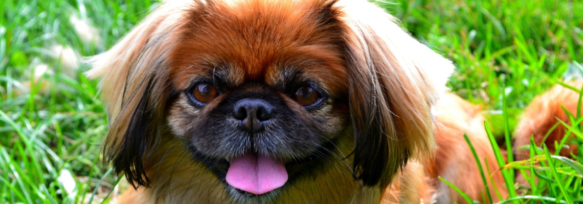 Chien au nez écrasé et aux poils longs