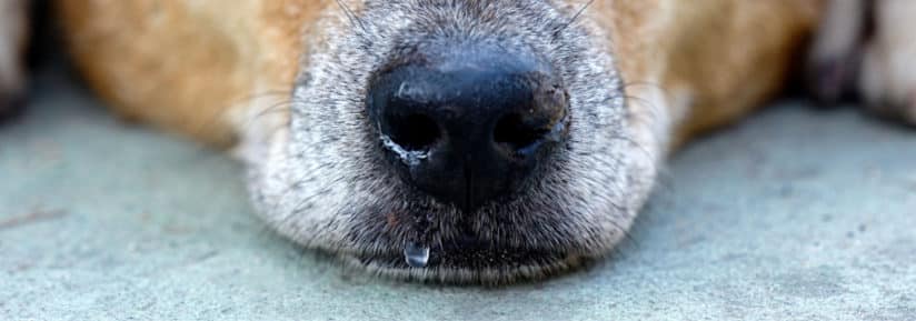 Ecoulement nasal chez le chien