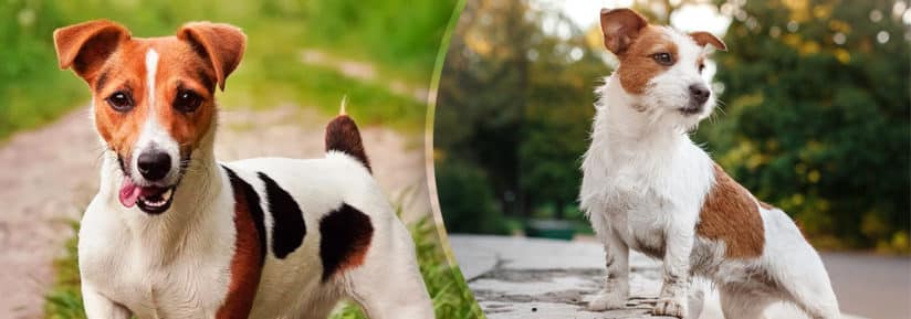 Jack Russell Terrier et Parson Russell Terrier