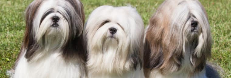 Lhassa Apso