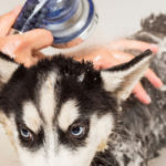 Shampoing anti-pelliculaire pour chien