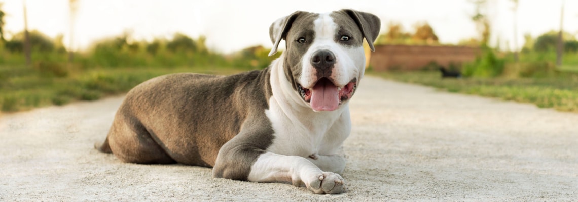 Assurance pour un American Staffordshire terrier