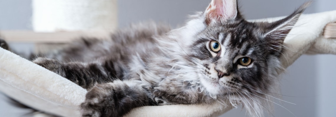 assurance santé pour un Maine Coon