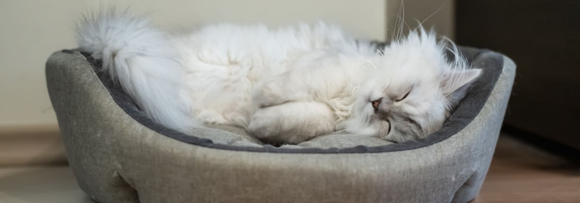 chat Chinchilla noir et blanc au poil long
