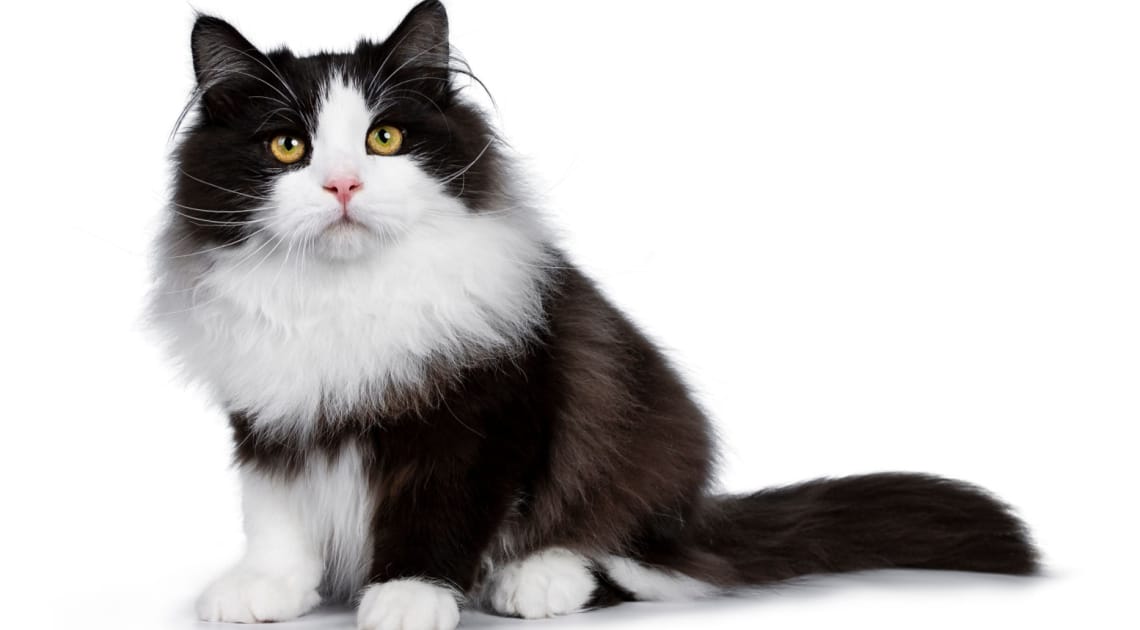 chat Sibérien noir et blanc poil long