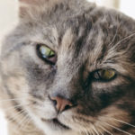 conjonctivite du chat