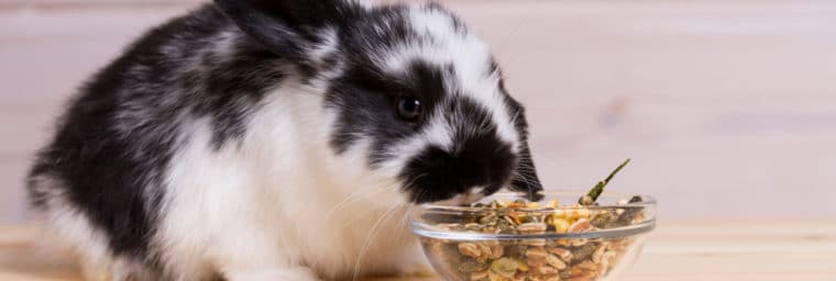 granulé lapin