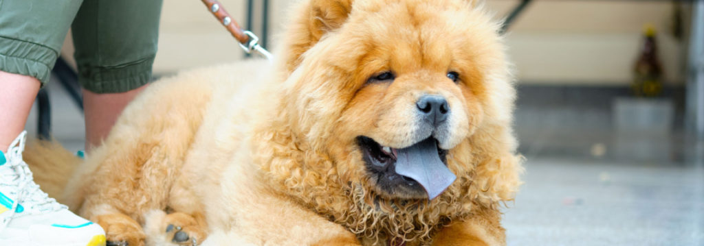 prix Chow-Chow