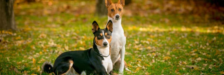 Basenji