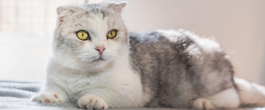 Chat Nain TOP 9 Des Races Conseils animaux fr chat-nain-top-9-des-races-conseils-animaux-fr
