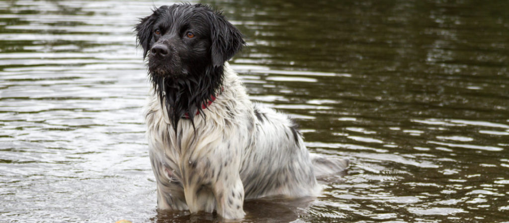 Chien d’eau frison