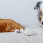 Cohabitation chien et chat