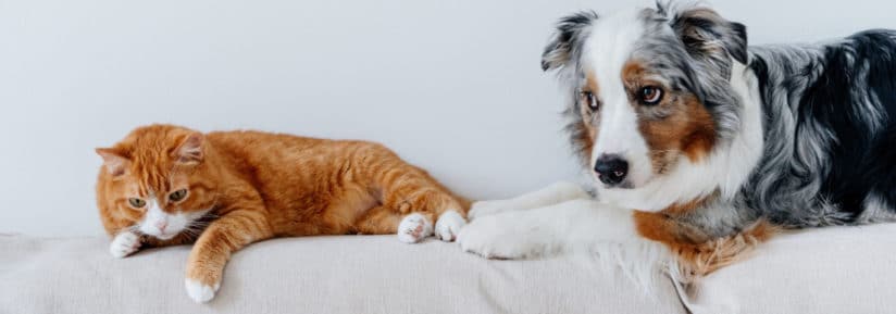 Cohabitation chien et chat