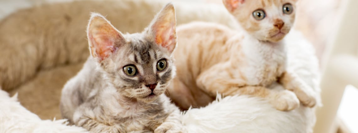 Cornish Rex