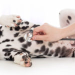 Mutuelles pour chien qui remboursent à 100%