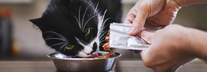 Stimuler l'appétit d'un chat en insuffisance rénale