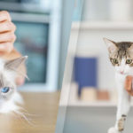 Vermifuge chat : à la pharmacie ou chez le vétérinaire ?