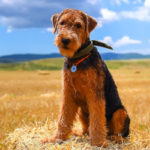 airedale terrier