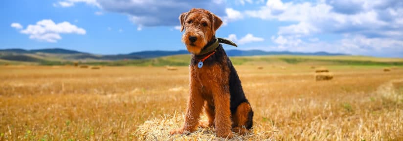 airedale terrier