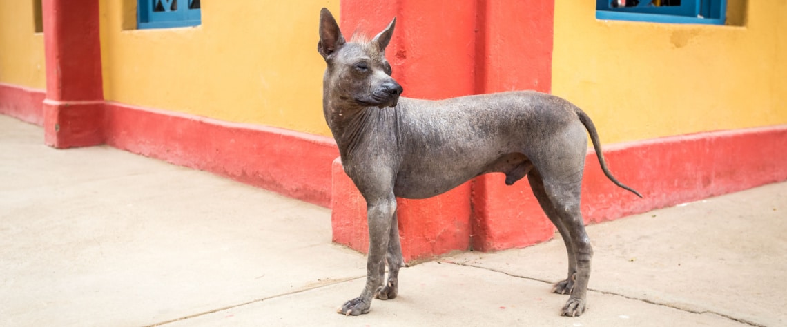 chien nu du Pérou