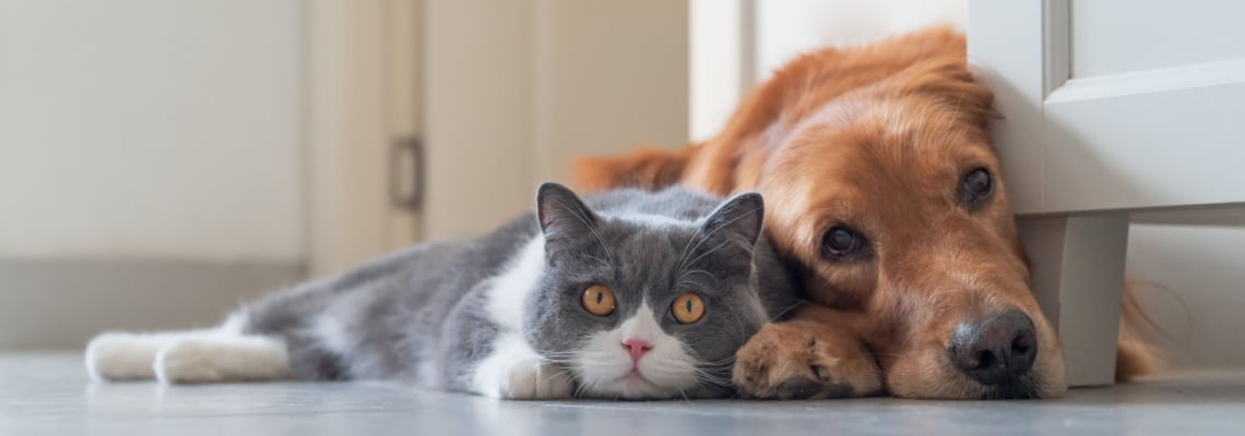 golden retriever et les chats