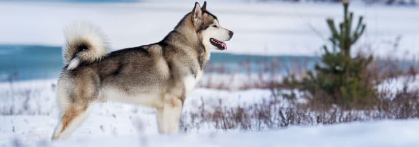 malamute de l'Alaska