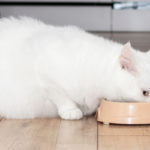 ration ménagère pour un chat obèse